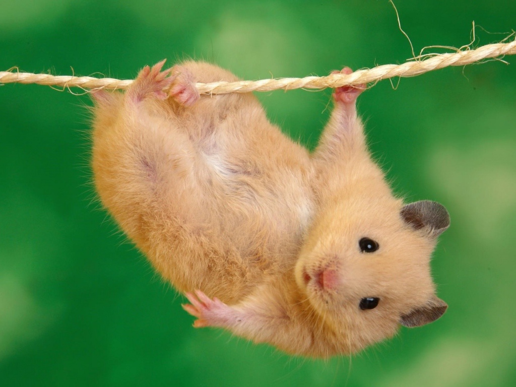 Где зависают хомяки