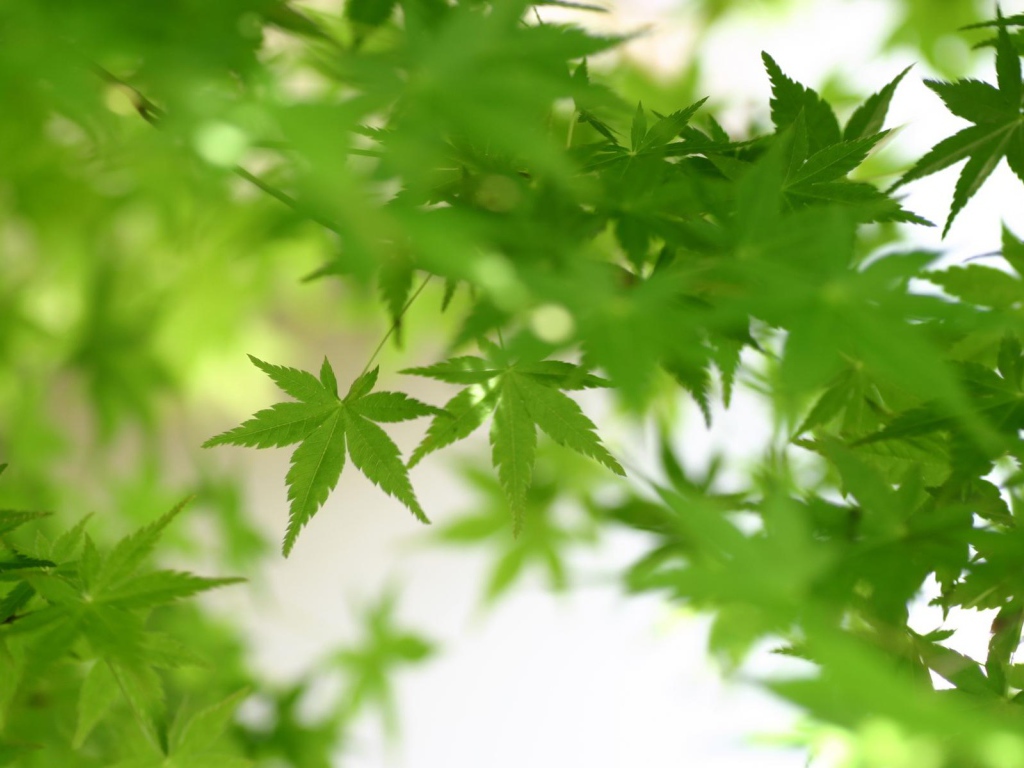 Зеленая листва