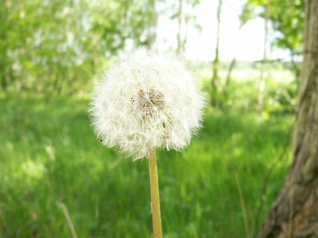 Одуванчик, Цветы