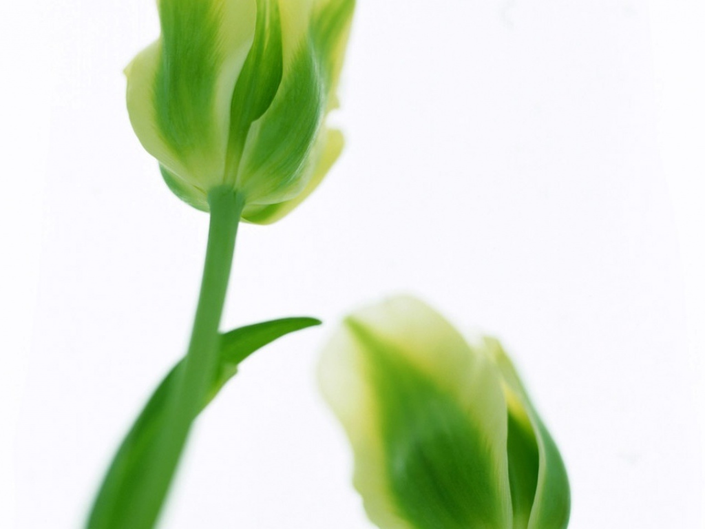 Зеленые тюльпаны, Цветы