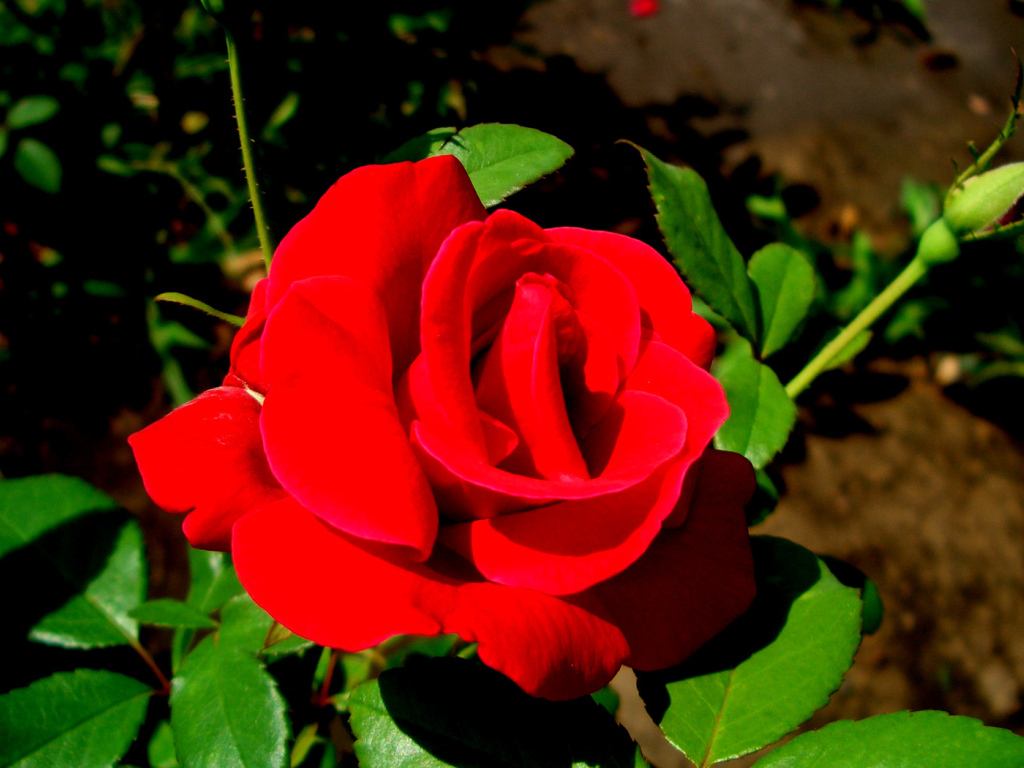 Роза - цветы