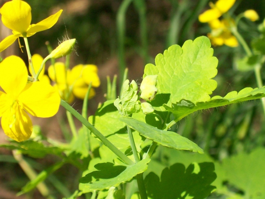 На солнце, Цветы