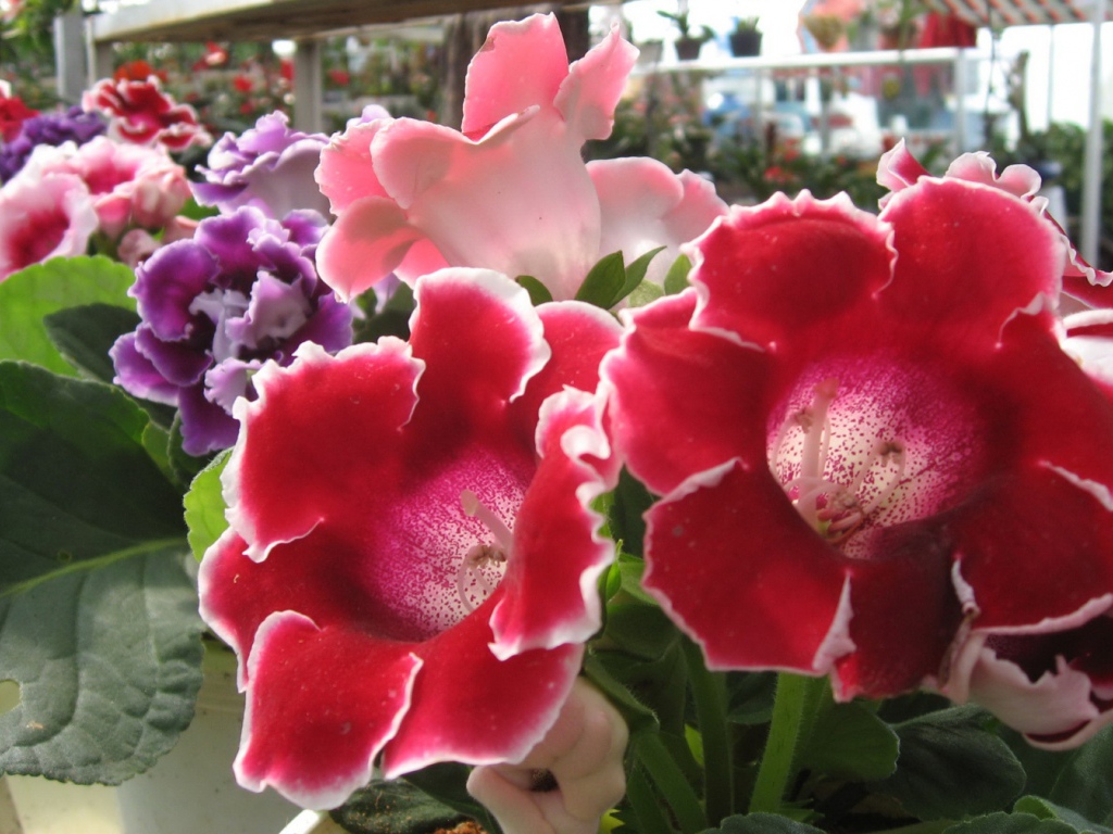 Розы Японии, Цветы