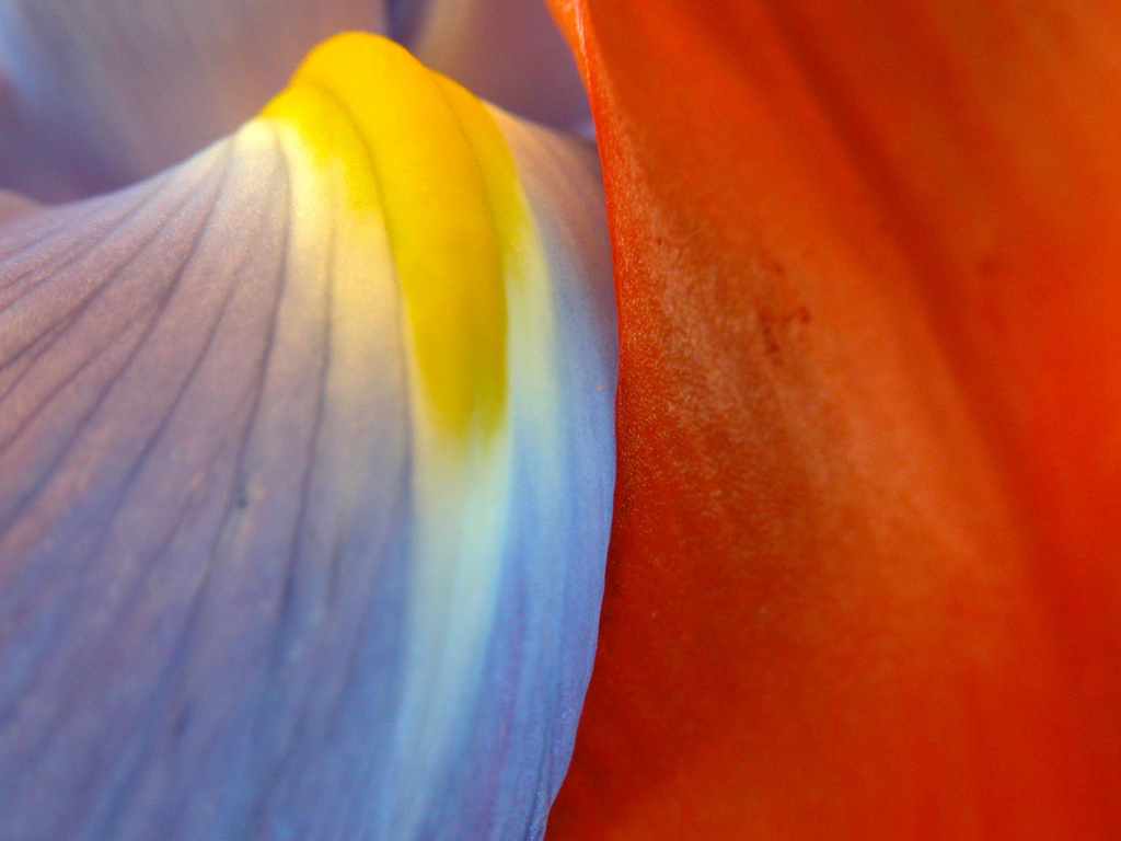 Многокрасочность, Цветы