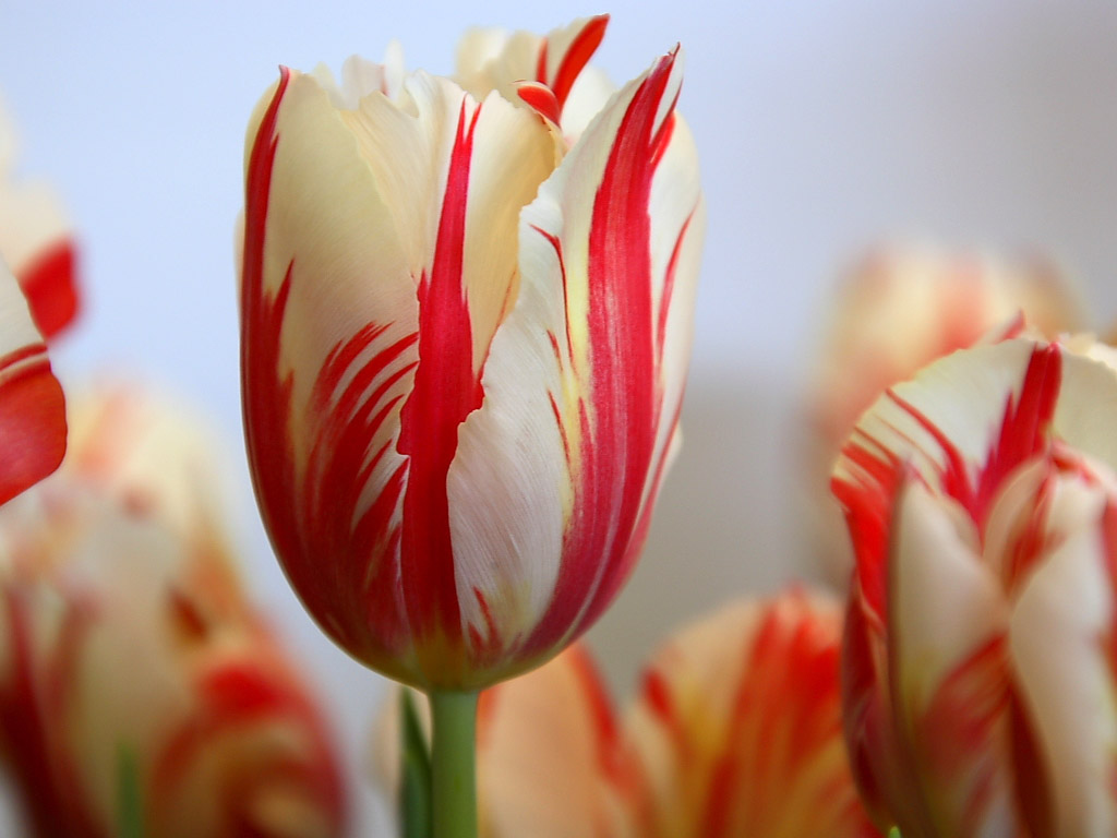 Красный полосатый тюльпан, Цветы