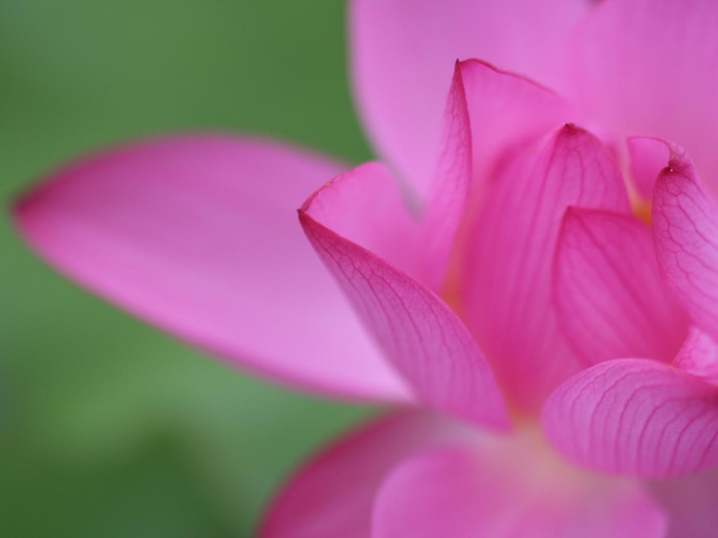 Цветочный пучок