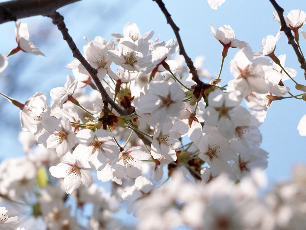 Белые цветы на деревьях