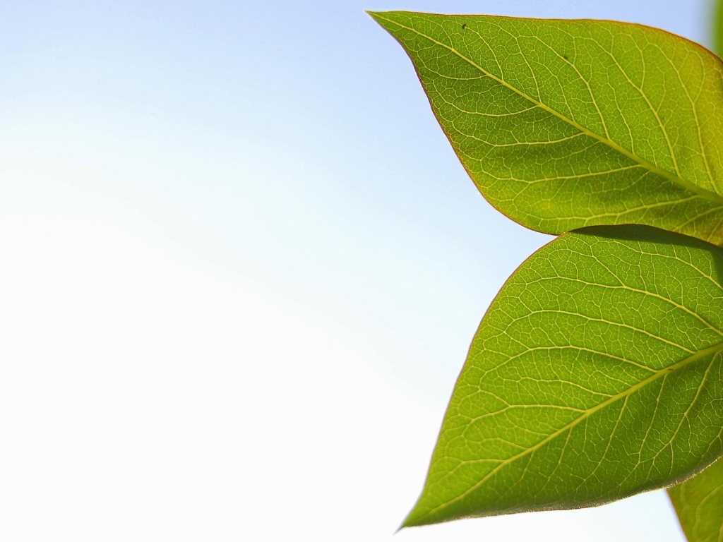 Весенние листья