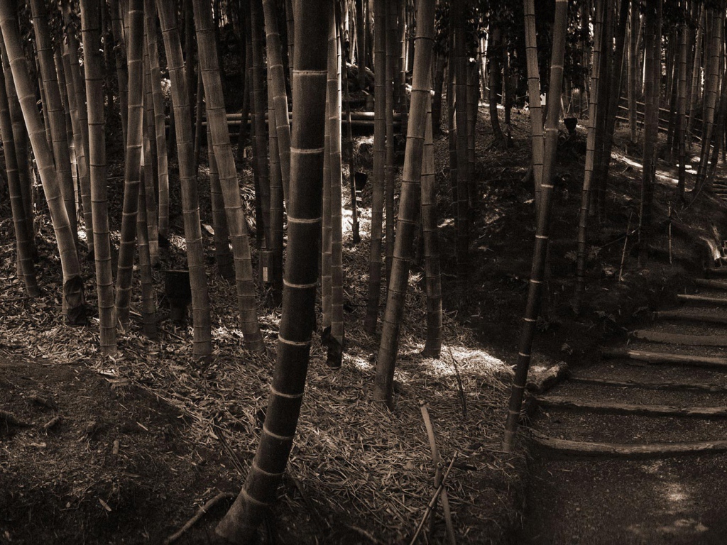 Бамбуковый лес