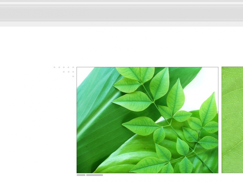 Навес из листьев