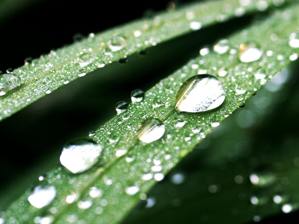 Темно-зеленые капли