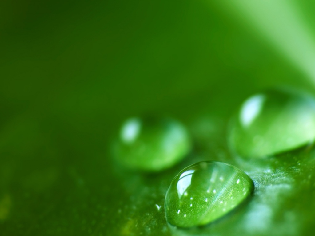 Зеленая роса