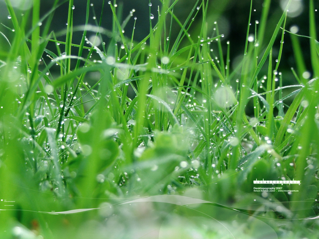 Зеленая травка