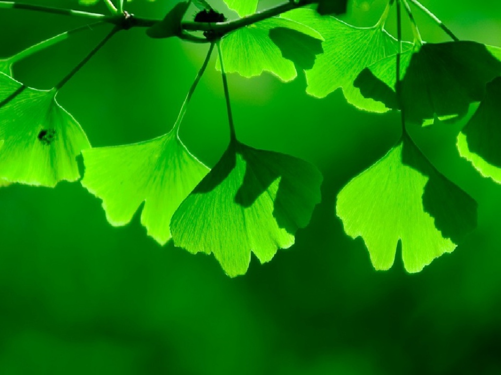 Зеленая тень