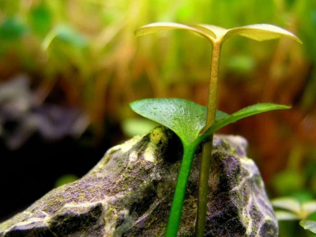 Два расточка