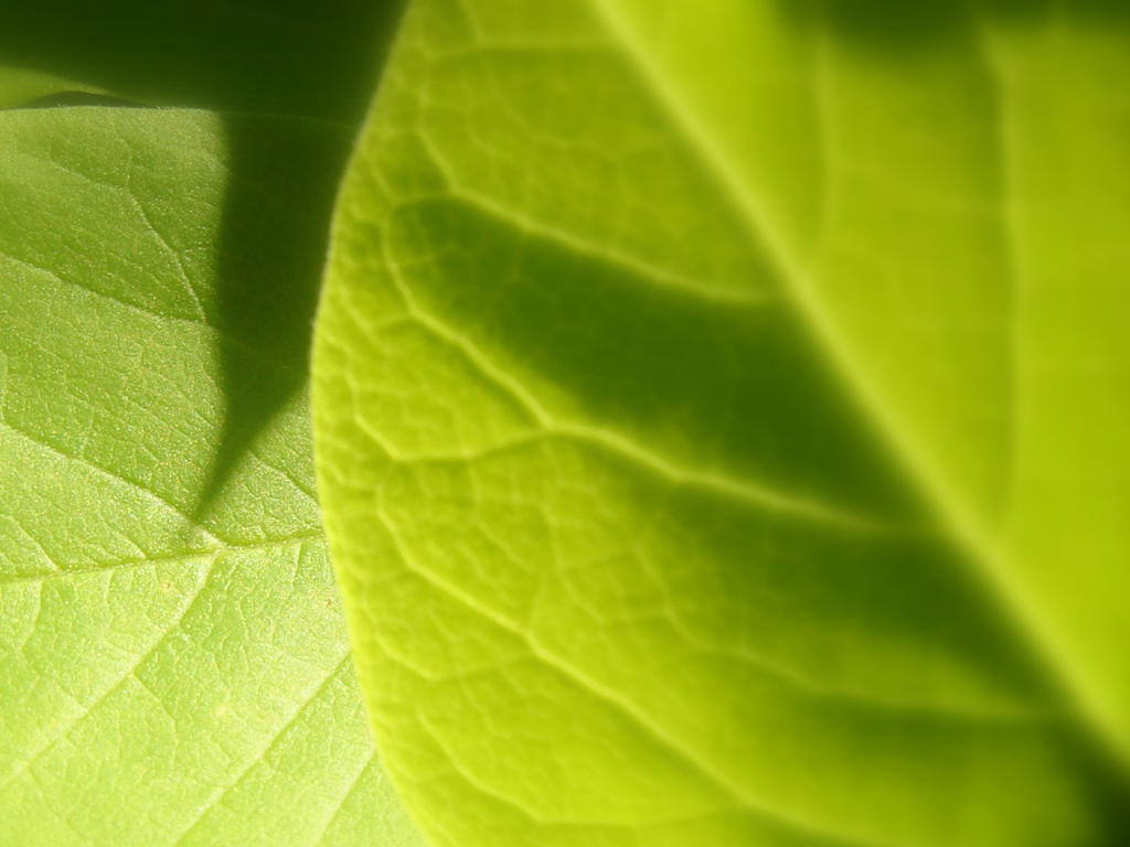 Светло-зеленый листик