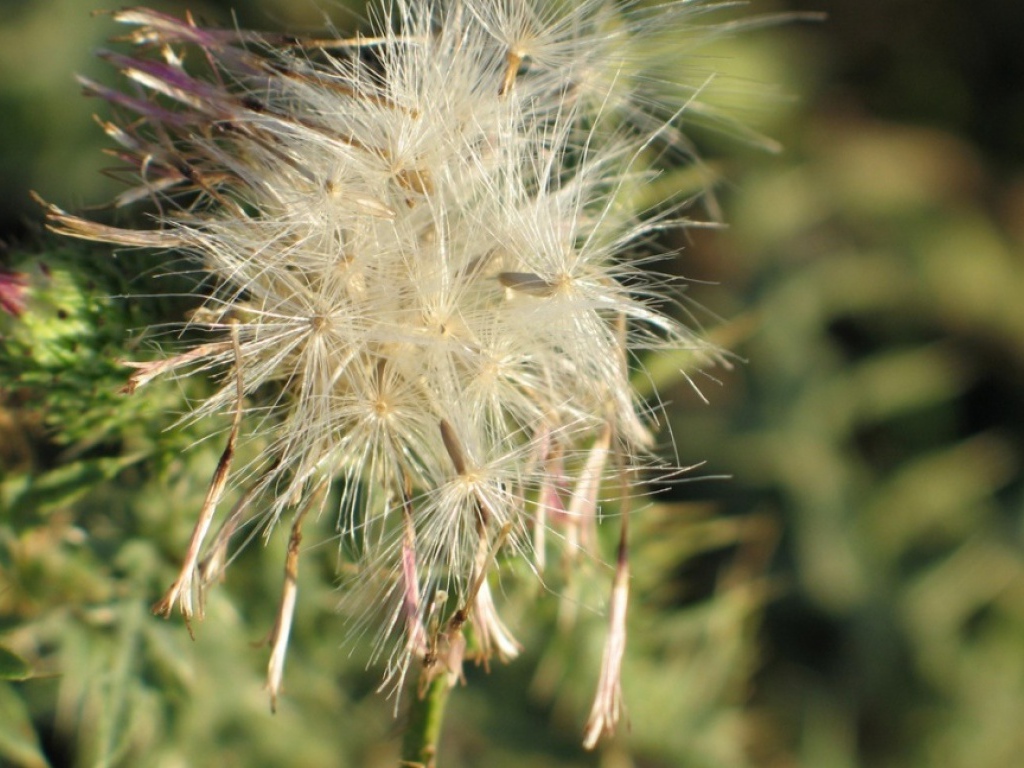 Потерянный цветок