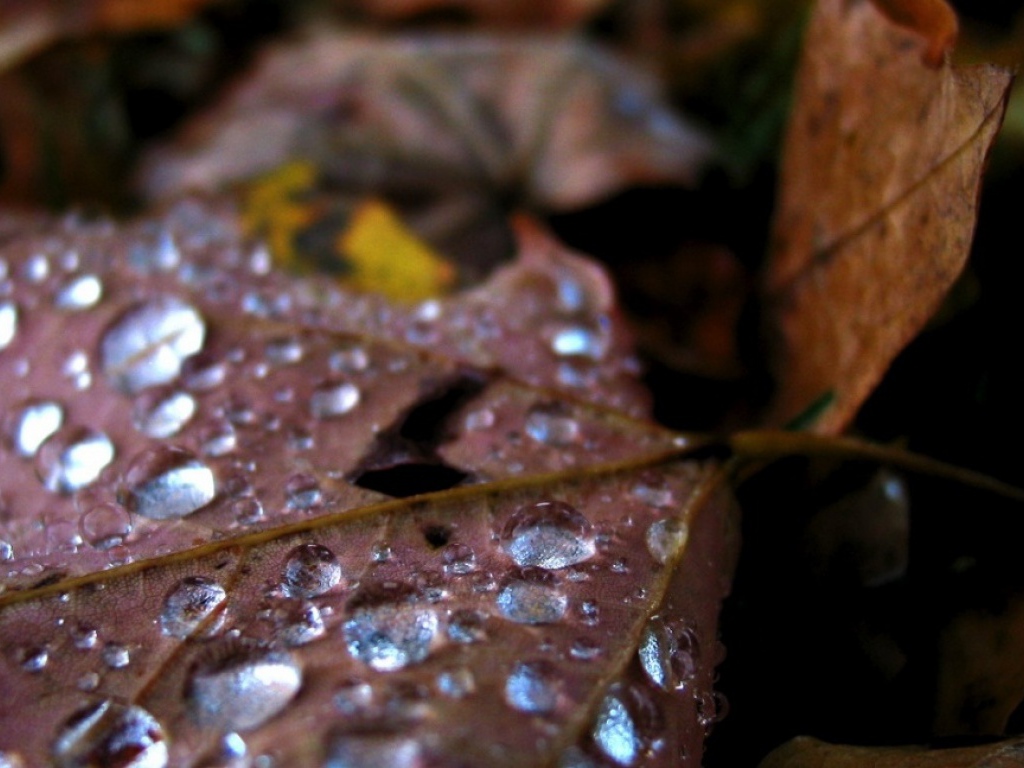 Капли воды на старом листике