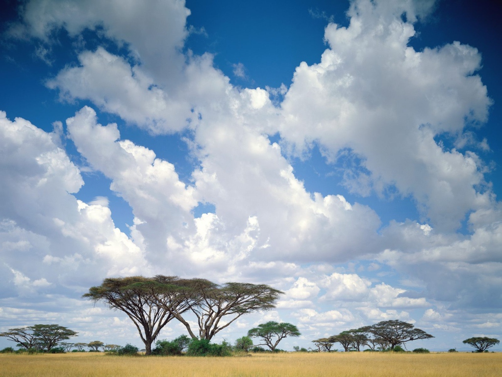 Masai Mara / Kenya / Africa