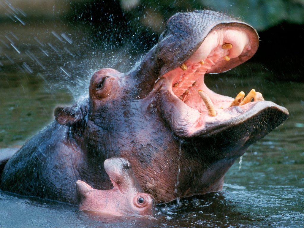 Bathing Hippopotamuses / Africa