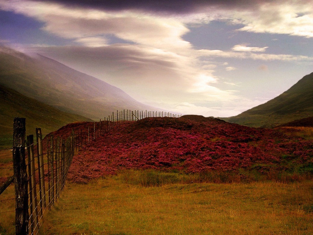 Шотландский Вереск