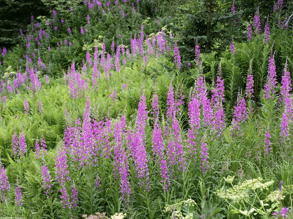 Поле Fireweed