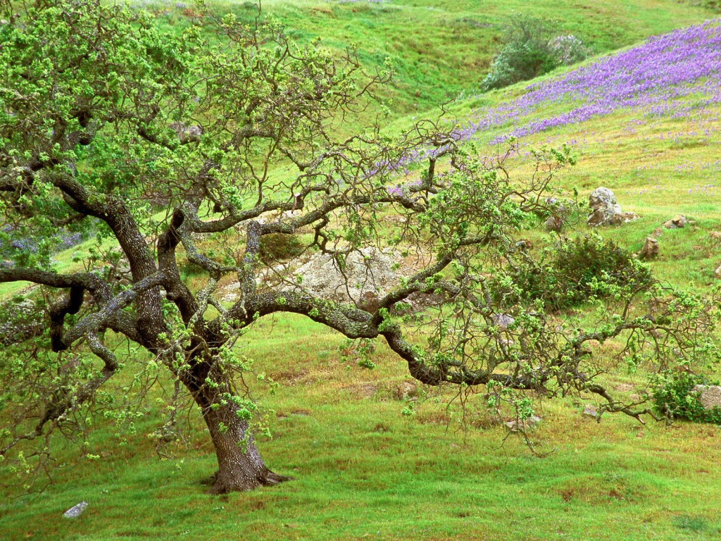 Дуб / Ручей Санта Розы / Калифорния / США