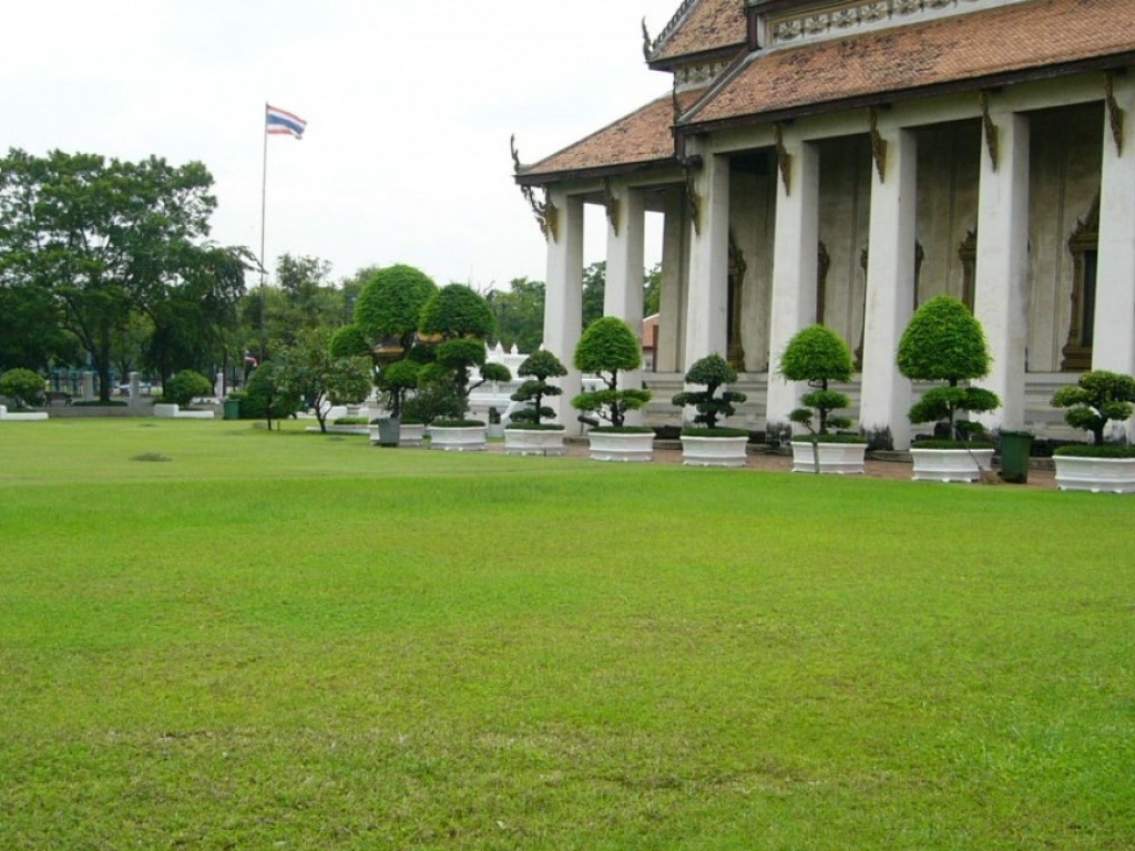 карликовое дерево в горшке