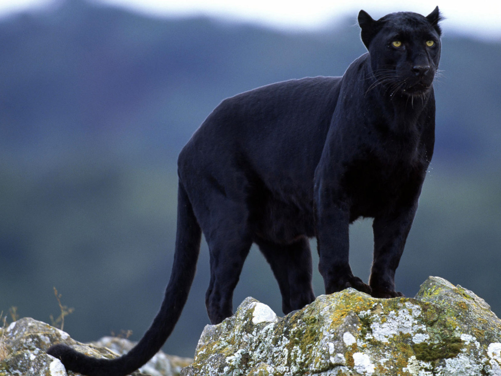 Черная пантера