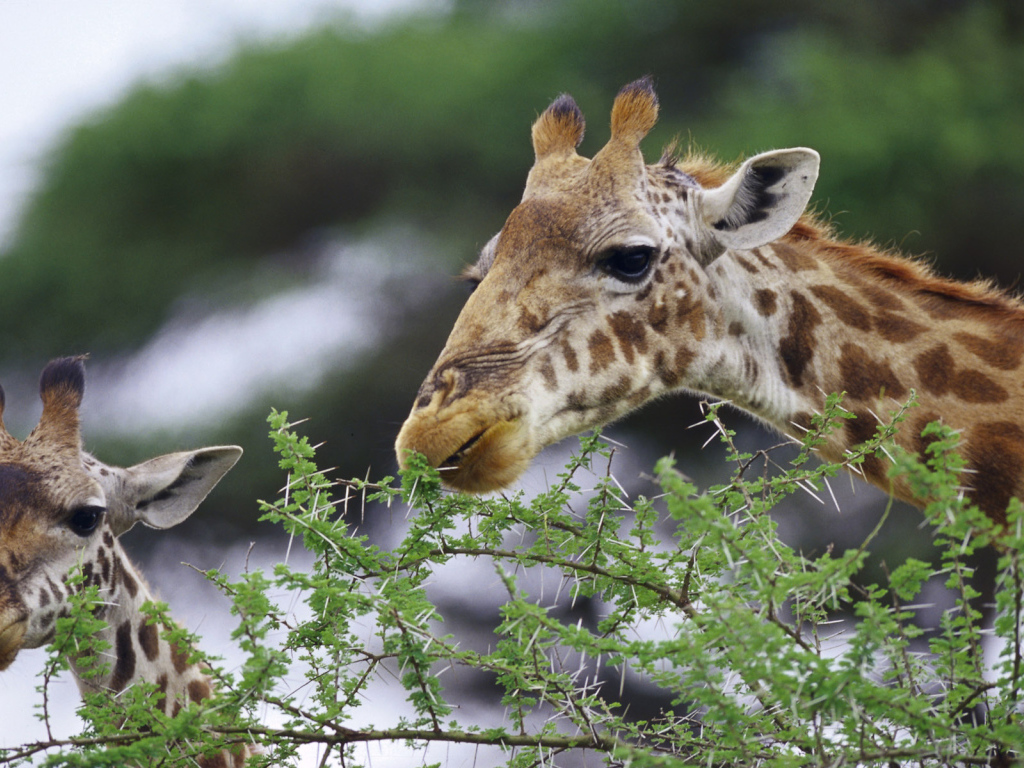 Смешные жирафы