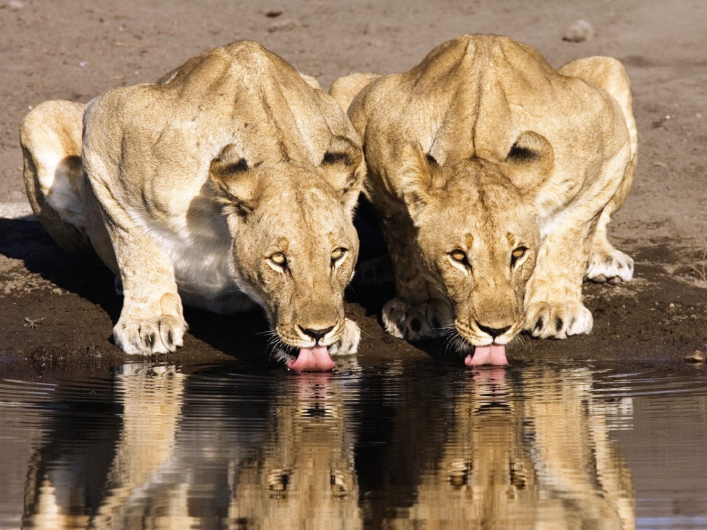 Львицы на водопое