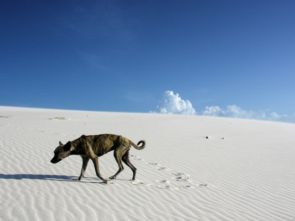Одинокий путник