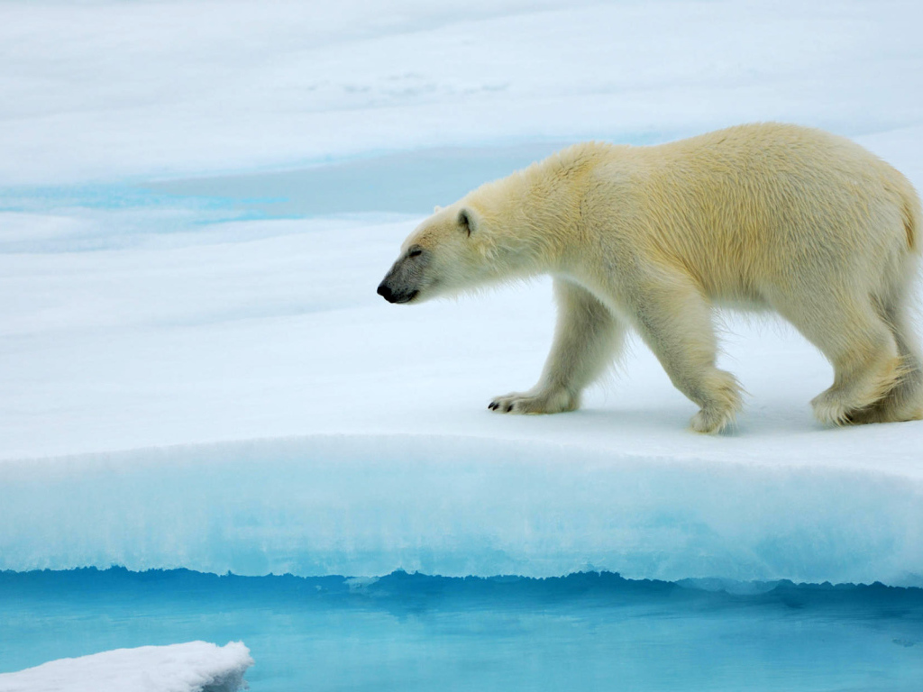 Красивый Белый медведь