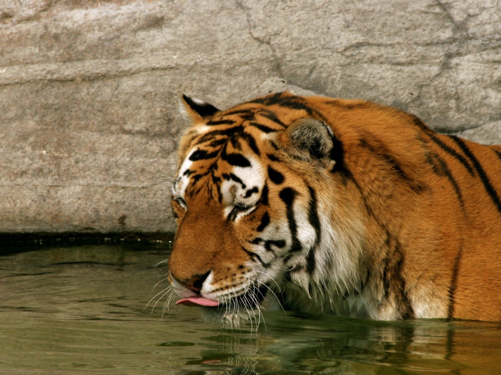 Тигр в воде