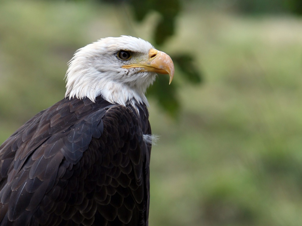 Орел птица гордая