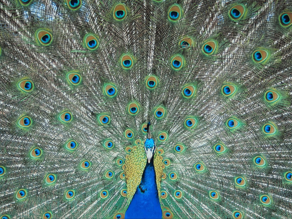Перья павлина