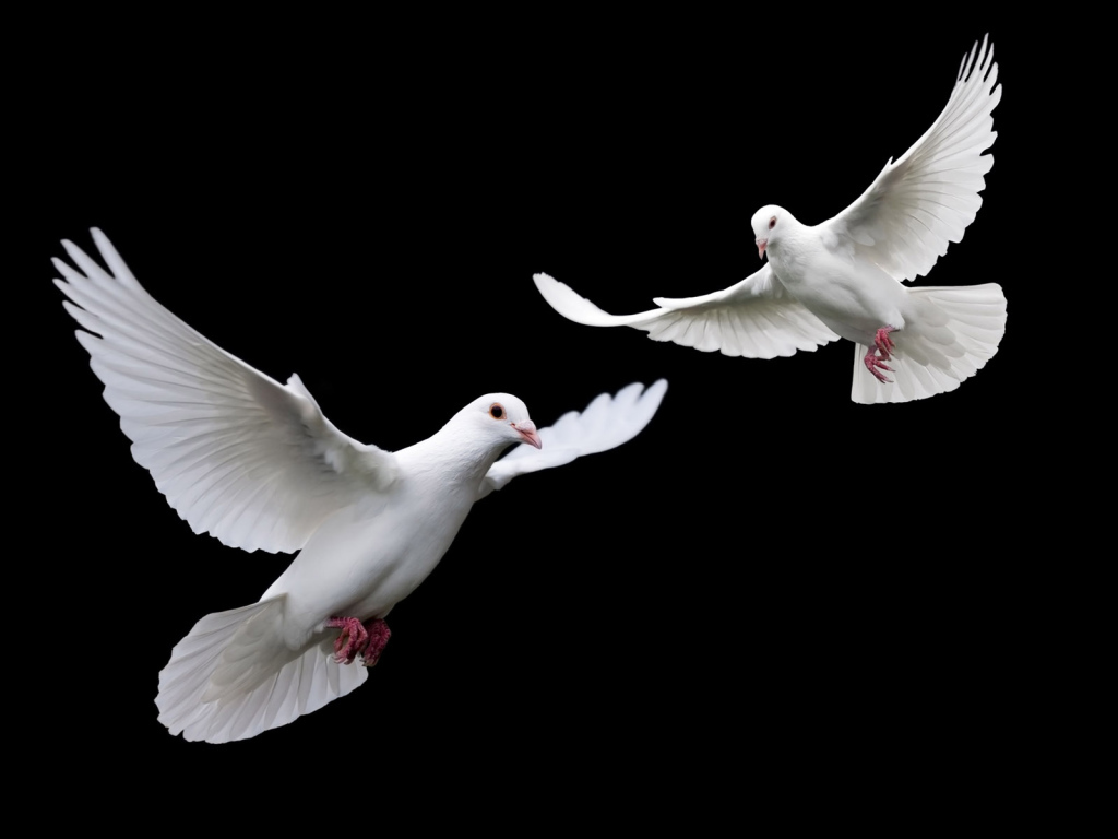 White doves
