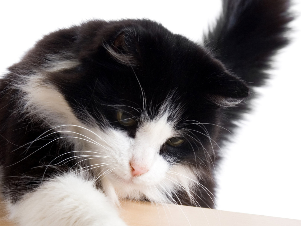 Пушистый кот