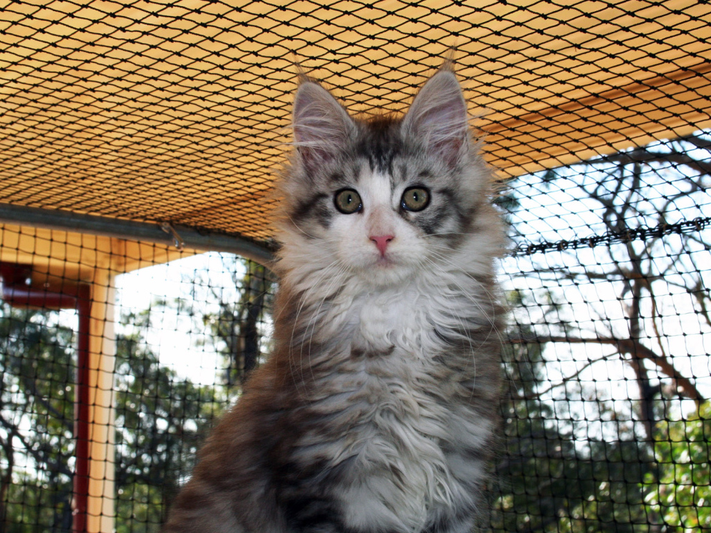 Удивленная морда