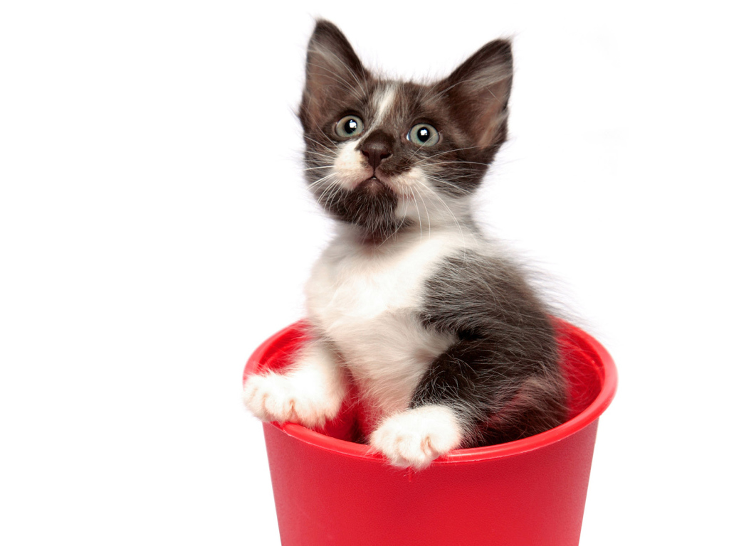 Котенок в горшке