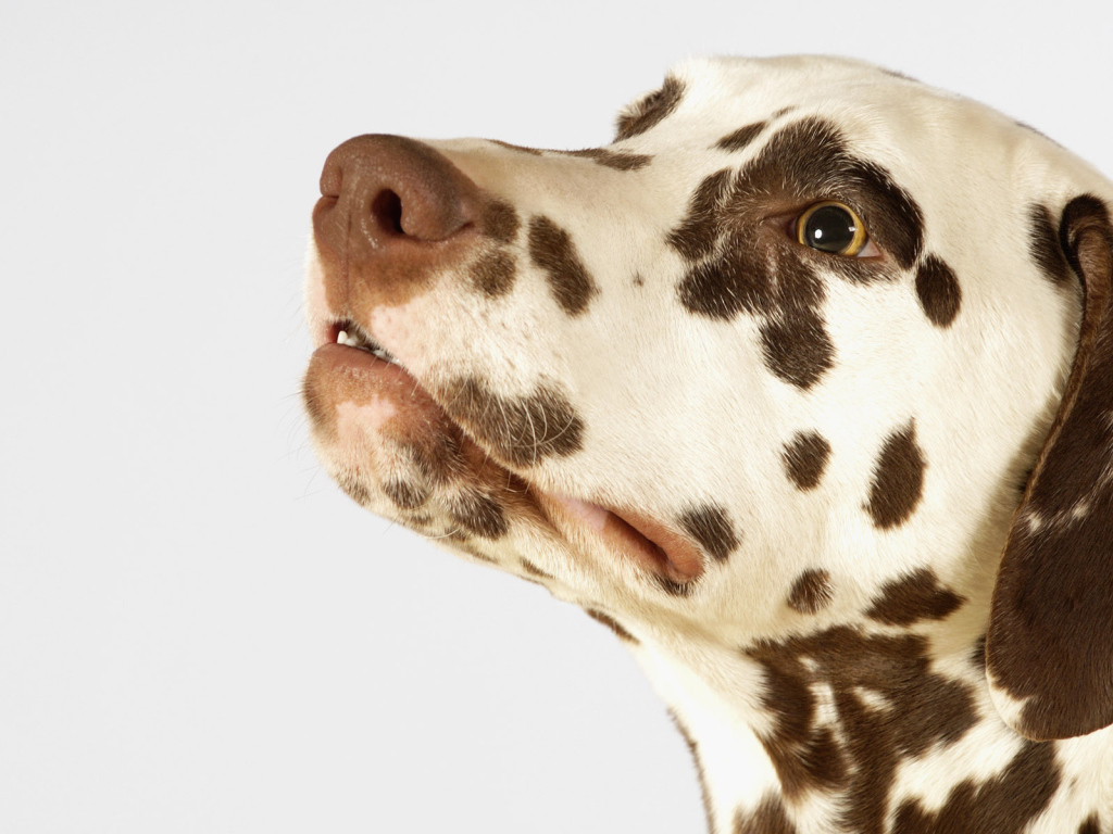 Далматинец