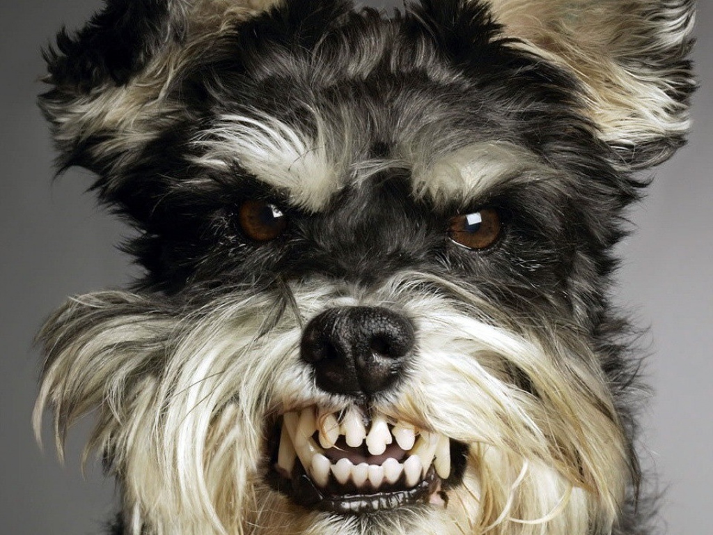 Прикольный пес