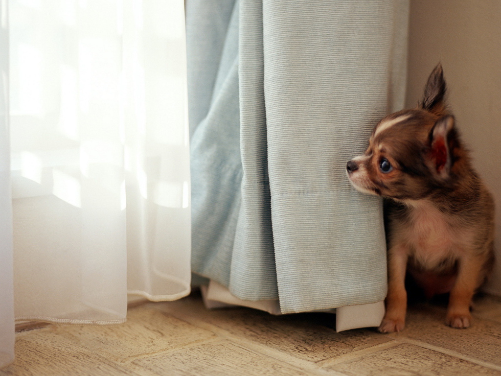 Забавный пес