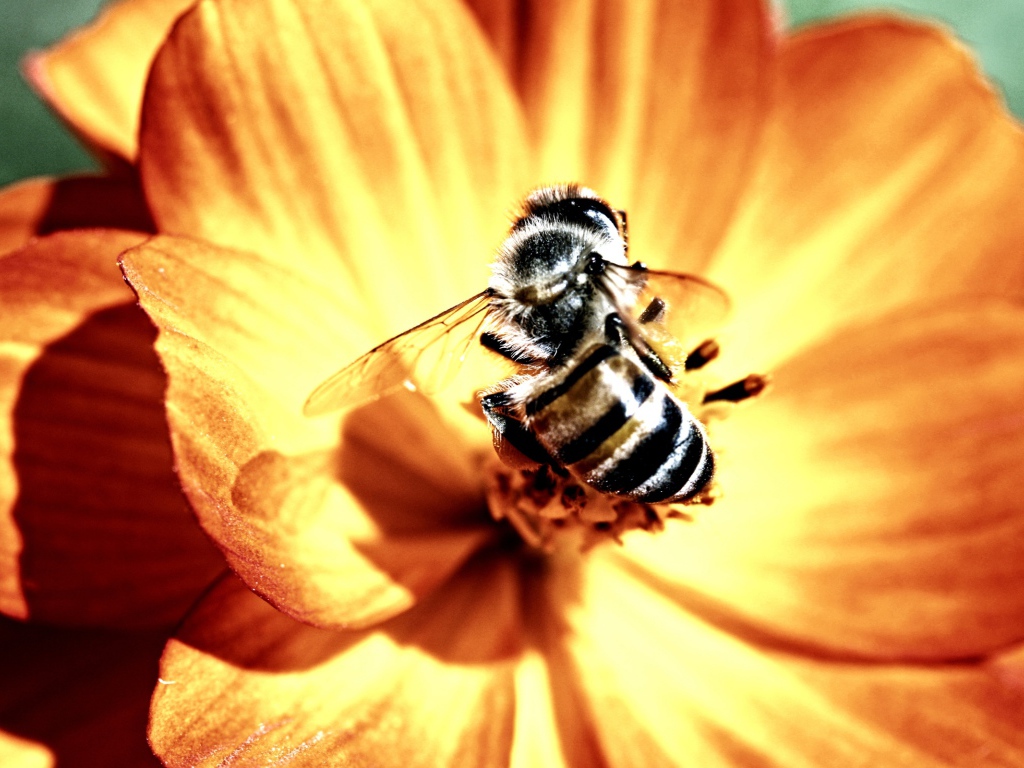 Пчела и цветок