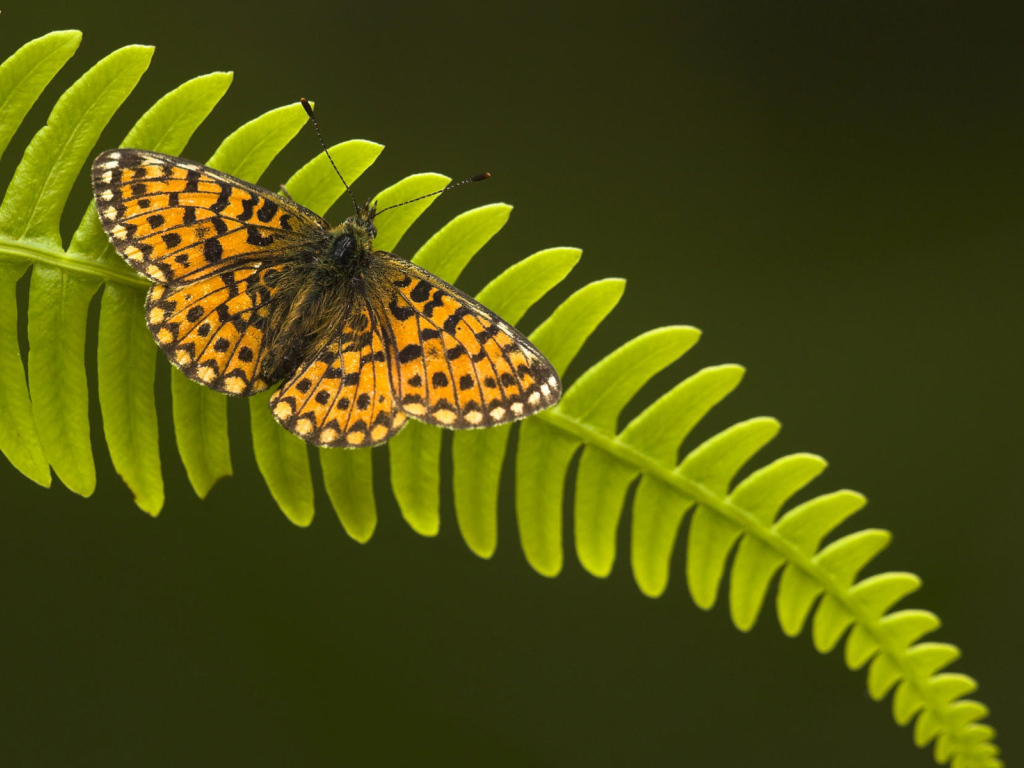 Бабочка на листке