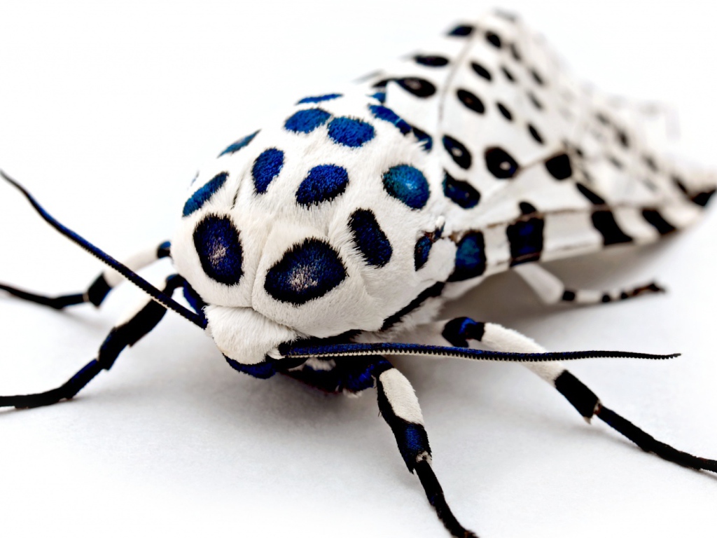 Бархатный жук