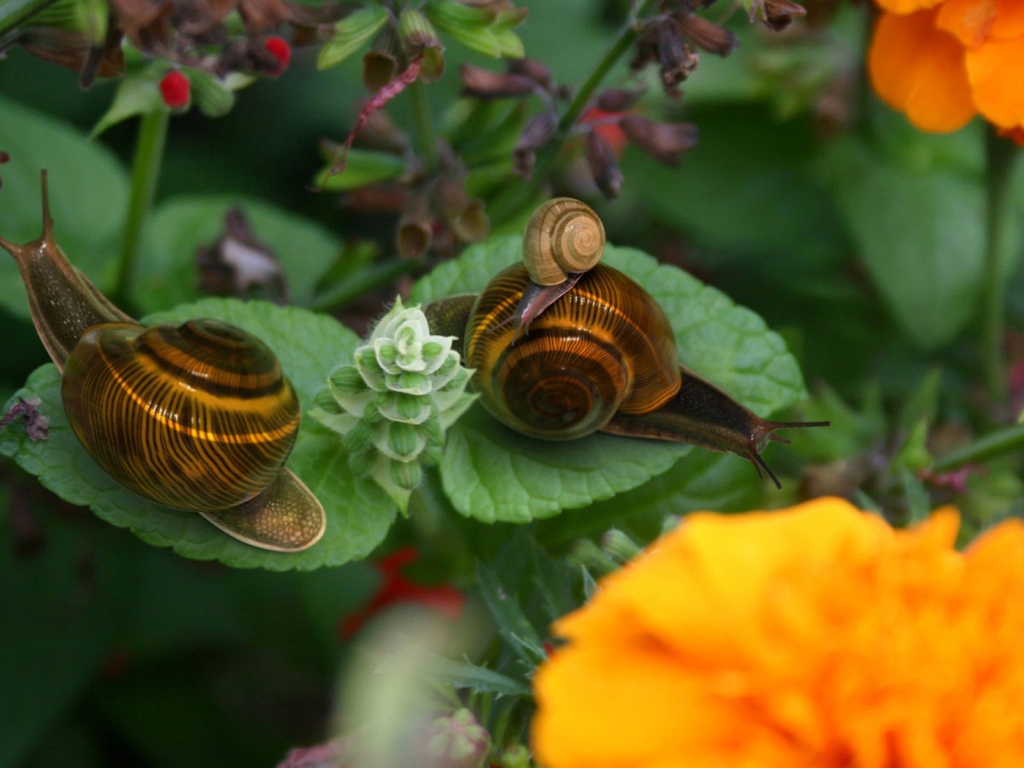 Брачный период улиток