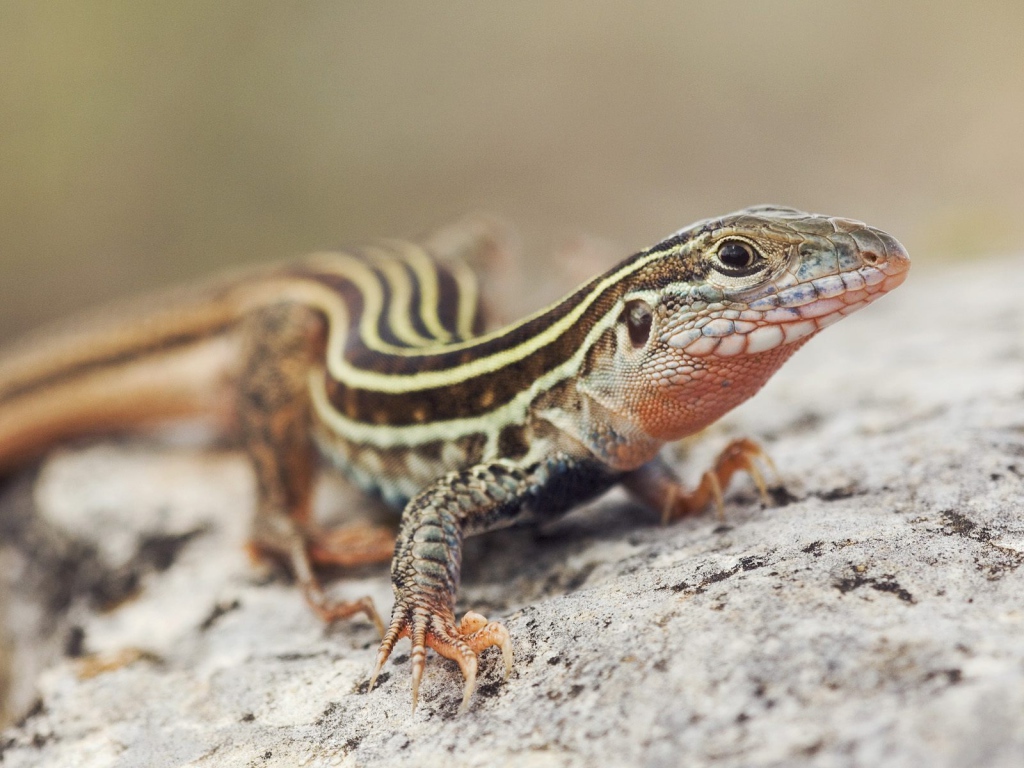 Красивый ящер