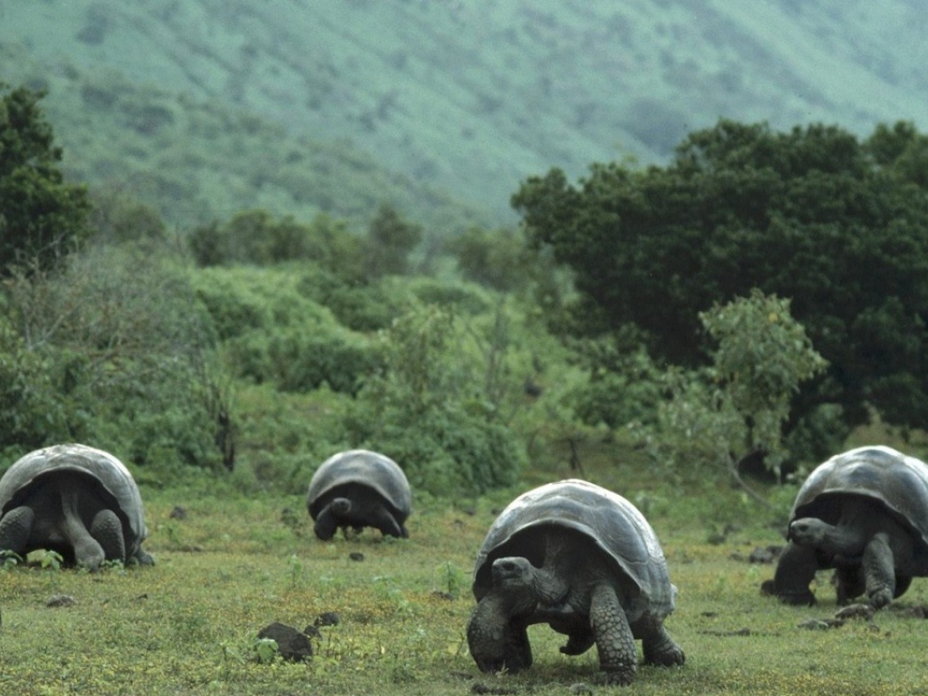 Большие черепахи