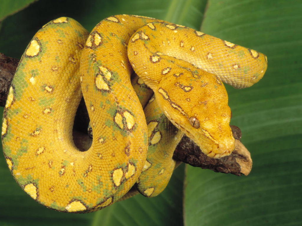Yellow snake